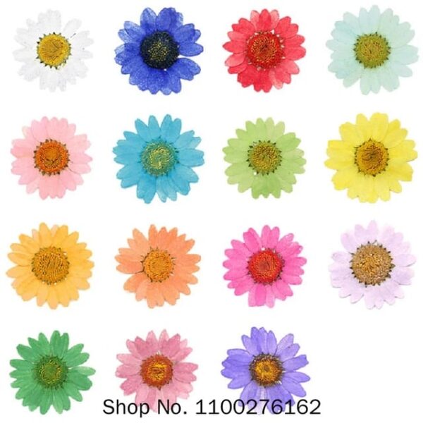 Enacpsulated 3D Dried Flowers 12 Pack
